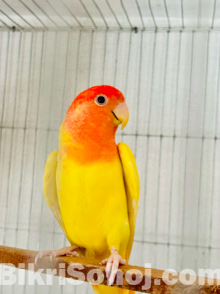 Love bird